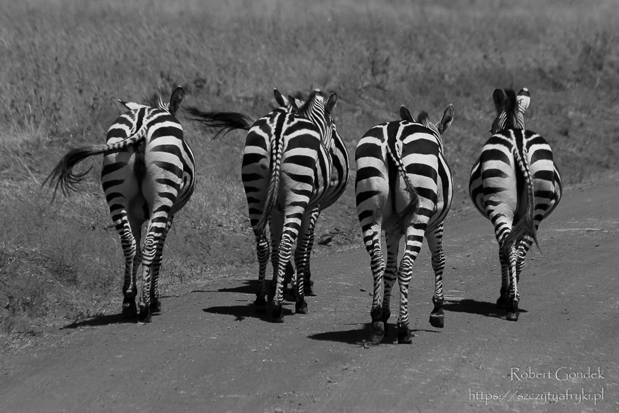 Nairobi National Park – tyłeczki